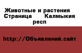  Животные и растения - Страница 40 . Калмыкия респ.